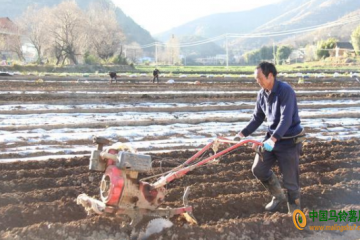 迤车镇：小春马铃薯种植号角全面吹响 ()