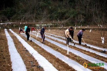 通江县：种植17.5万亩冬马铃薯 ()