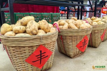 芦苞镇马铃薯产业增收致富、创品牌 ()
