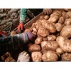 出售土豆原种冀张薯，X6，V7，雪川红等原种