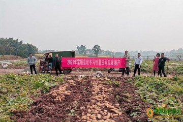 富顺县：2021年秋播马铃薯丰收了 ()