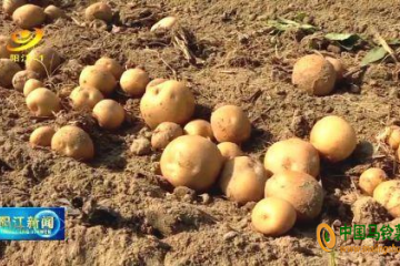 惠东县：马铃薯测产活动圆满完成 ()
