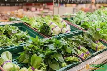 济南：鲜菜类价格止降回升 ()