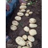 　　我地长期代购马铃薯现大批量上市，纯种荷兰十五，品质优良