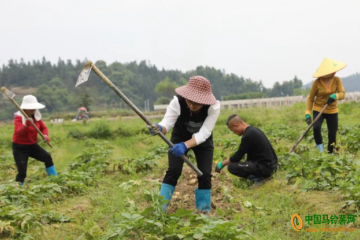 锦屏县：马铃薯种植“冬闲田”促增收 ()