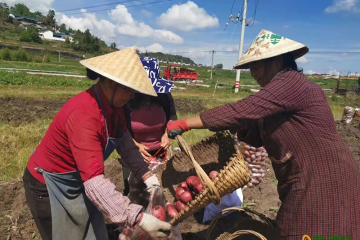 红土豆保障农户的“钱袋子” ()