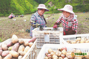 周宁县：“小土豆”开启致富门 ()