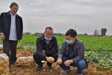 襄州区：马铃薯种植助农增收 ()