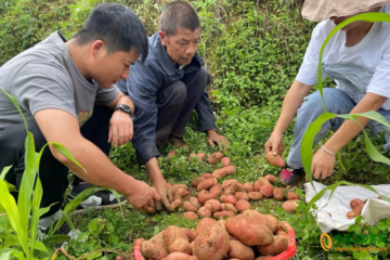 兴义市：发展马铃薯多元化套种模式 ()