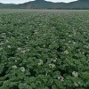 河北围场，内蒙古赤峰2022新土豆大量上市