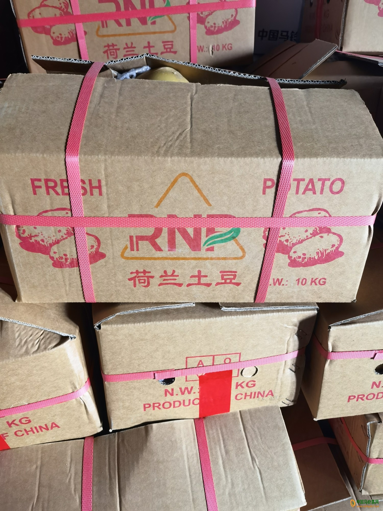 求购3两起步黄皮黄心 ()