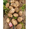 自产地大量供应土豆
