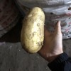本人大量出售EV黄金薯