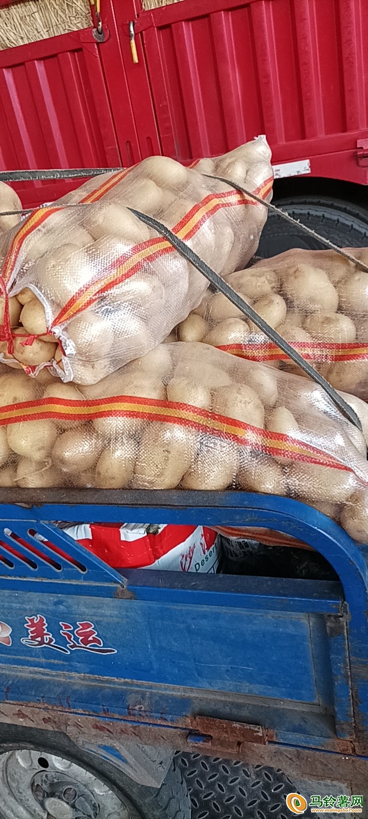 大量采购黄皮黄心土豆 ()