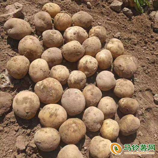 需要大量定西土豆 ()