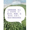 出售微型薯，电话13483335926