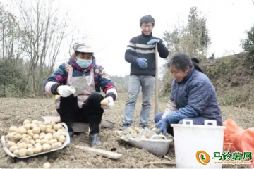 贵州金沙：把“土豆”变“金豆” ()