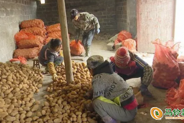 兴仁市：发展种植马铃薯15000亩 ()