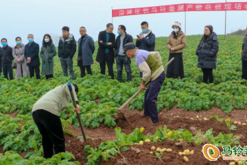 自贡沿滩区召开秋马铃薯测产现场会 ()