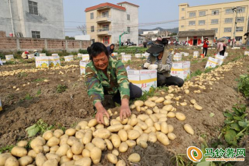 广西北流：冬马铃薯喜获丰收