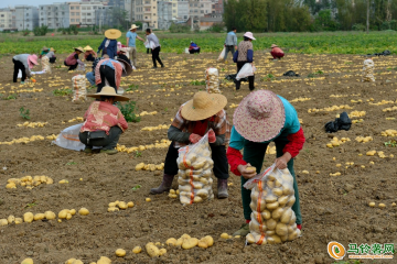 桂平市：种植马铃薯约6万亩 ()