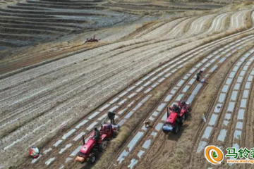 河北围场：助推马铃薯种植规模化发展 ()