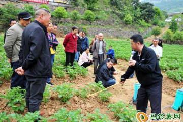 巴东县：进行马铃薯晚疫病防治学习 ()