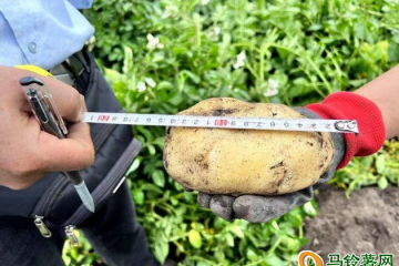 龙陵县：马铃薯品种喜获丰收 ()