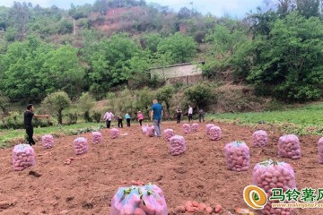 云南南华：“高山洋芋”鼓起钱袋子 ()