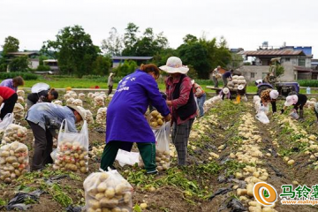 四川江油：马铃薯成熟上市 ()