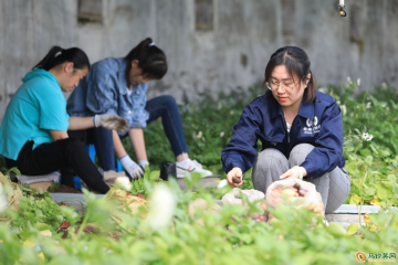 乐陵：航天微型薯开始收获 ()