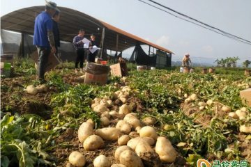 芒市轩岗乡：冬马铃薯助农增收致富 ()