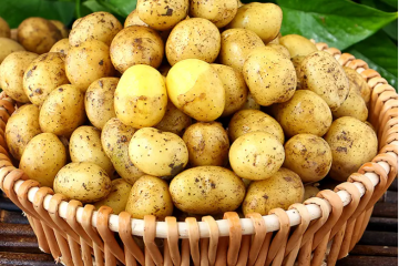 恩施：小土豆成为“致富薯”