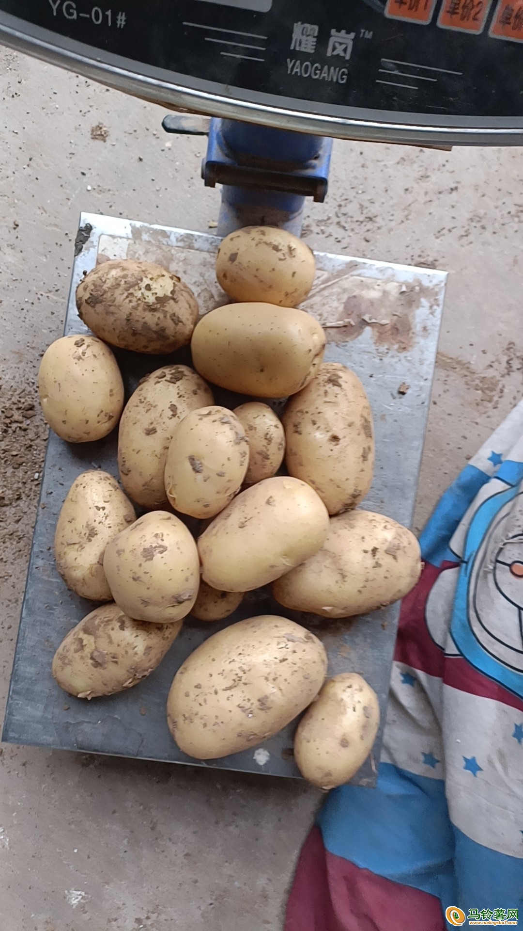 现有90亩土豆计划出货 ()