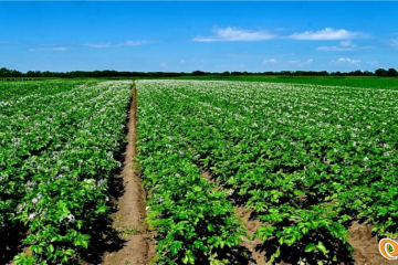 乌兰察布：全力打造马铃薯产业发展示范区 ()