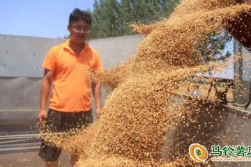 河北三河：12.61万亩小麦颗粒归仓 ()