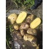 大量供应各类品种土豆