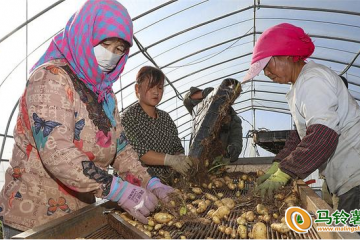 河北张北：马铃薯成为增收“金豆豆” ()