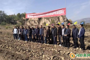甘肃临夏：马铃薯育种助力乡村振兴 ()