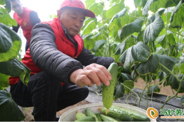 河北迁安：反季蔬菜种植 带动农家致富