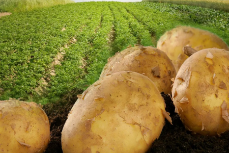 2023年10月马铃薯出口减少 旺季未能如约而至 ()