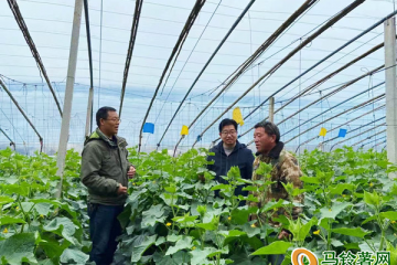 江苏新沂市：障蔬菜生产保障市场供应稳定 ()