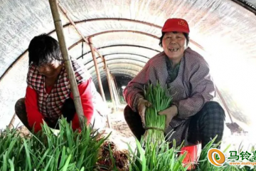 蔬菜棚里忙得欢 丰富春节“小菜篮” ()