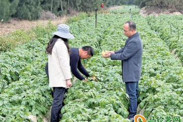 实验区首批盐碱地种植的马铃薯将迎收成 ()