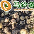 出售网棚薯V7 黄金薯 ()