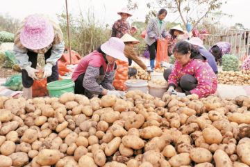 钦北区：冬田不闲薯归仓