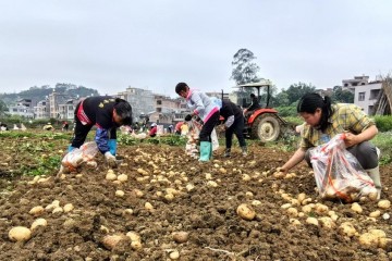 灵山县烟墩镇“土疙瘩”变身致富“金豆豆”