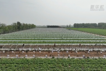 山东滕州38万亩春季拱棚马铃薯喜获丰收