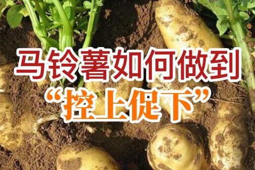 马铃薯如何做到“控上促下” ()