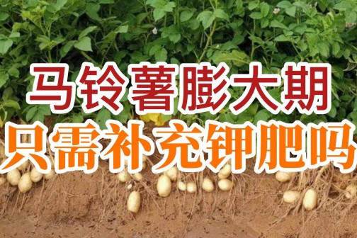 马铃薯膨大期只需补充钾肥吗？ ()